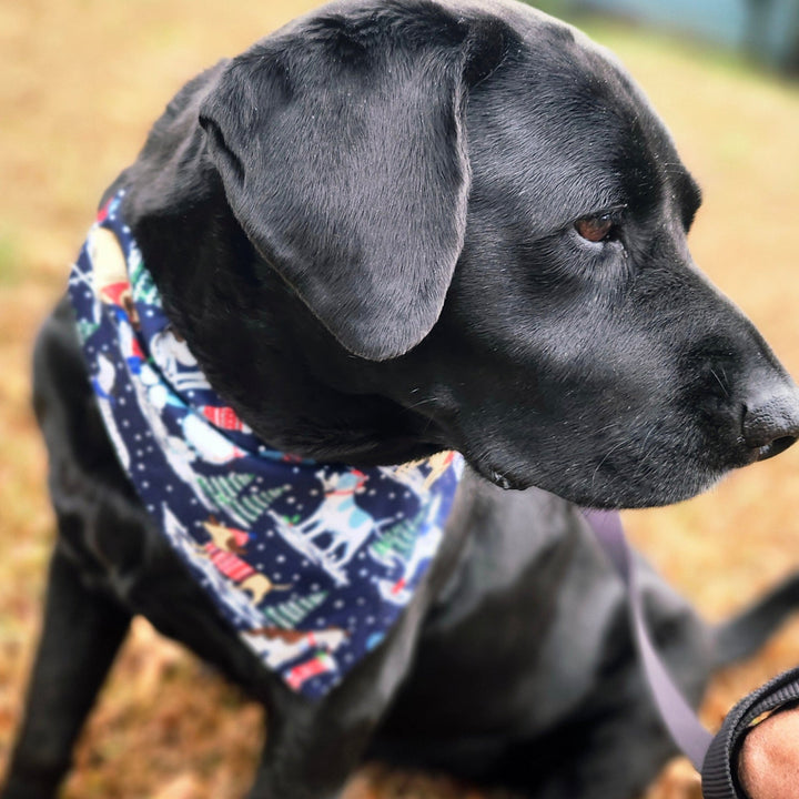 Snow Dogs in Blue Bandana - The Village Retail